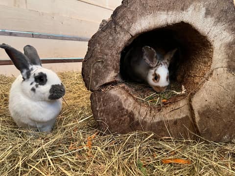 Zwei Hasen im Stall des Mini-Bauernhofs